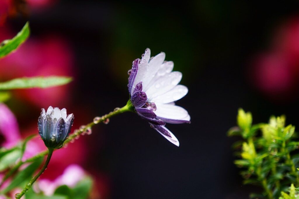 daisy, flower, dew