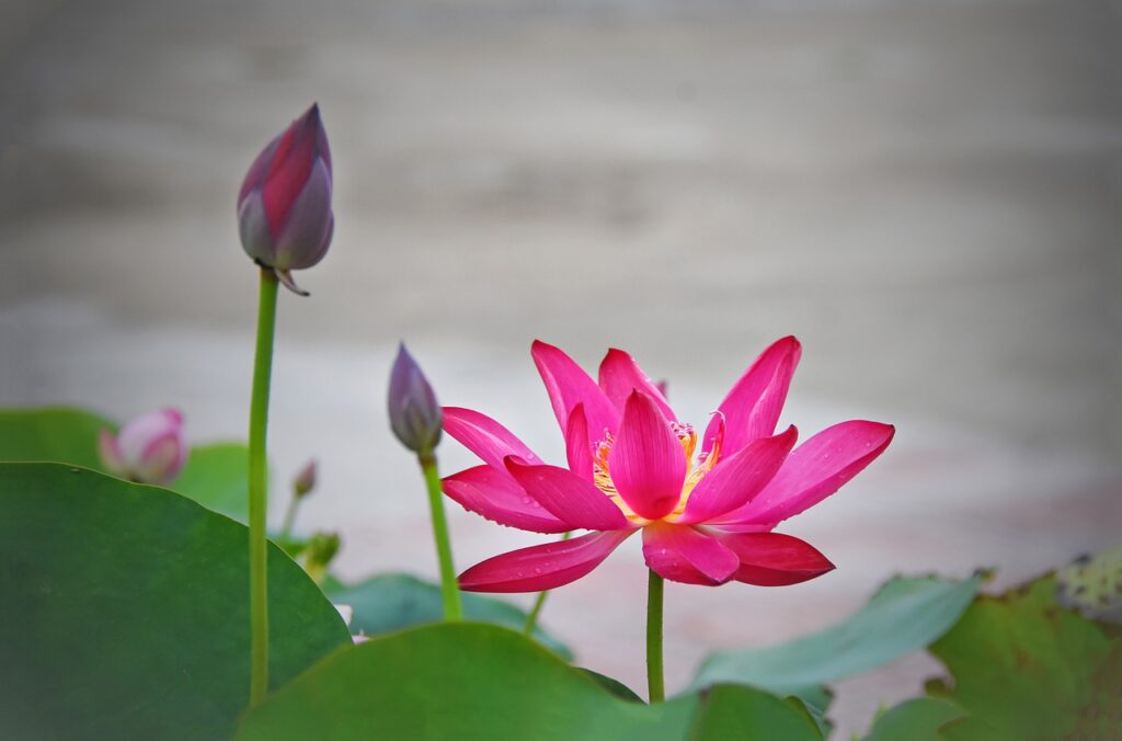 flower, buds, lotus