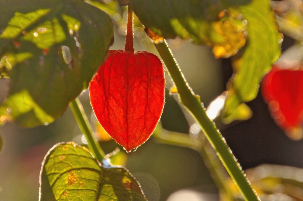 flower, lampionblume, leaves