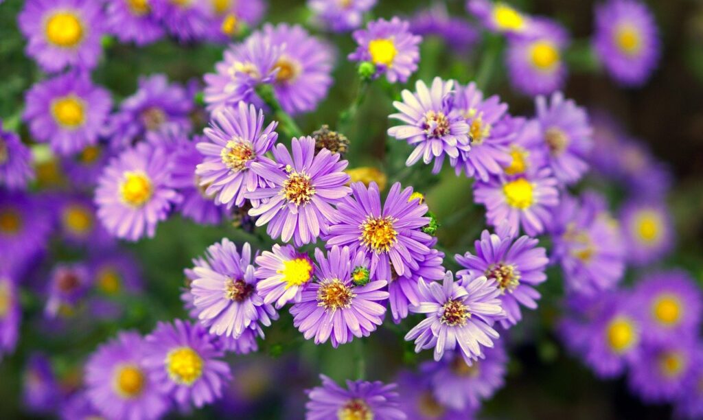 flowers, purple flowers, blossom