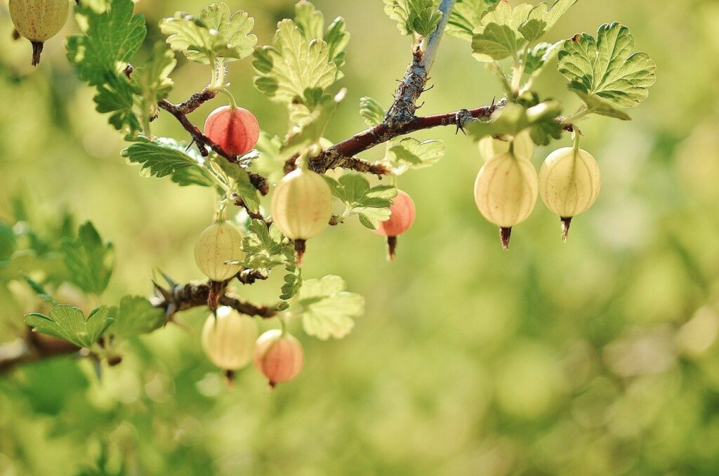 gooseberry, fruits, red