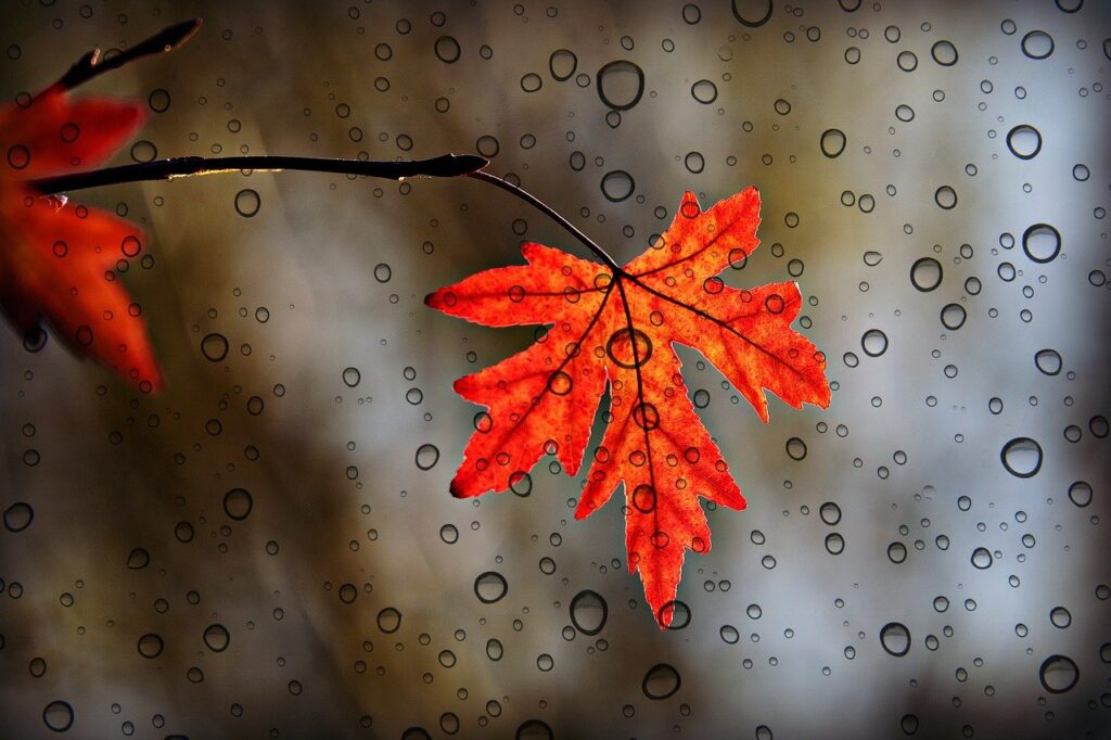 leaf, foliage, autumn color