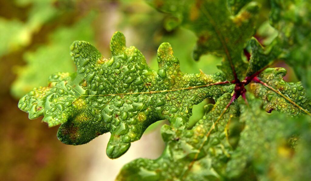 oak leaf, oak, engine