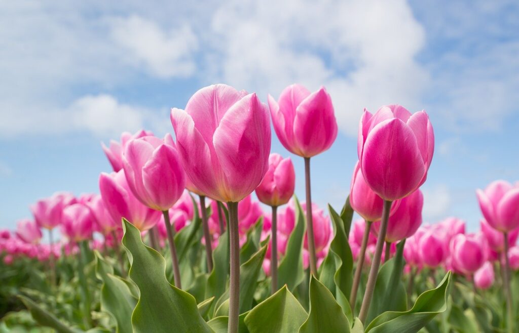 pink, tulip, bulb