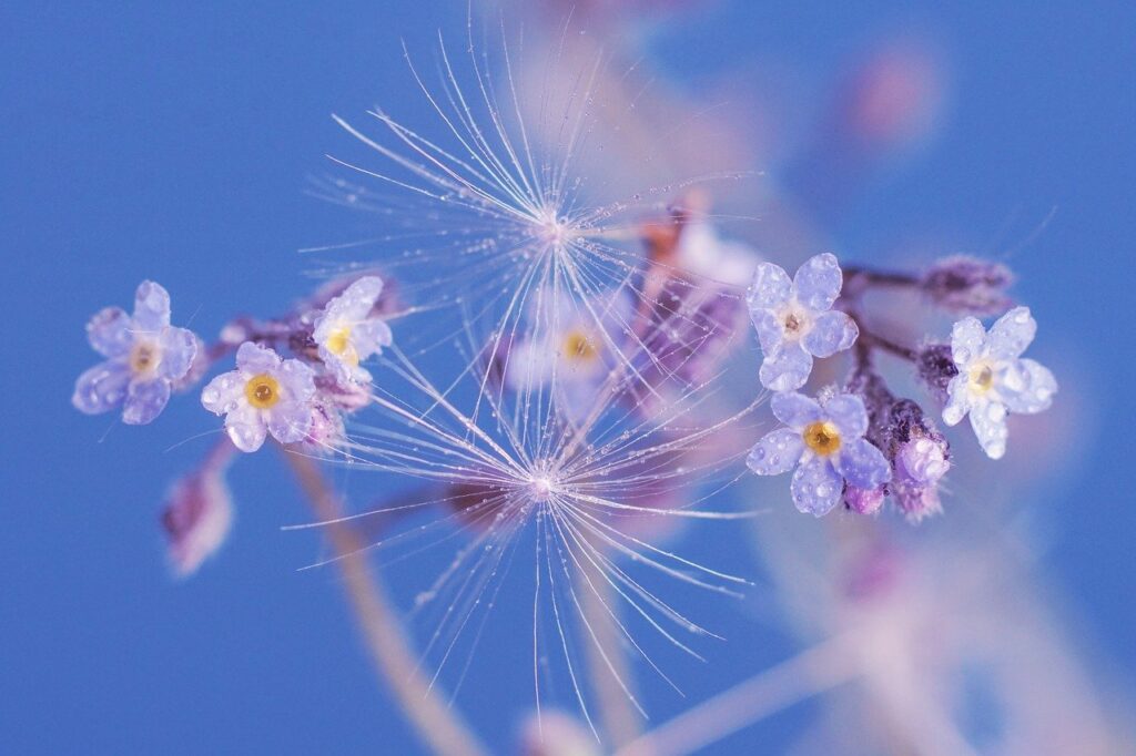 spring, flowers, forget me not