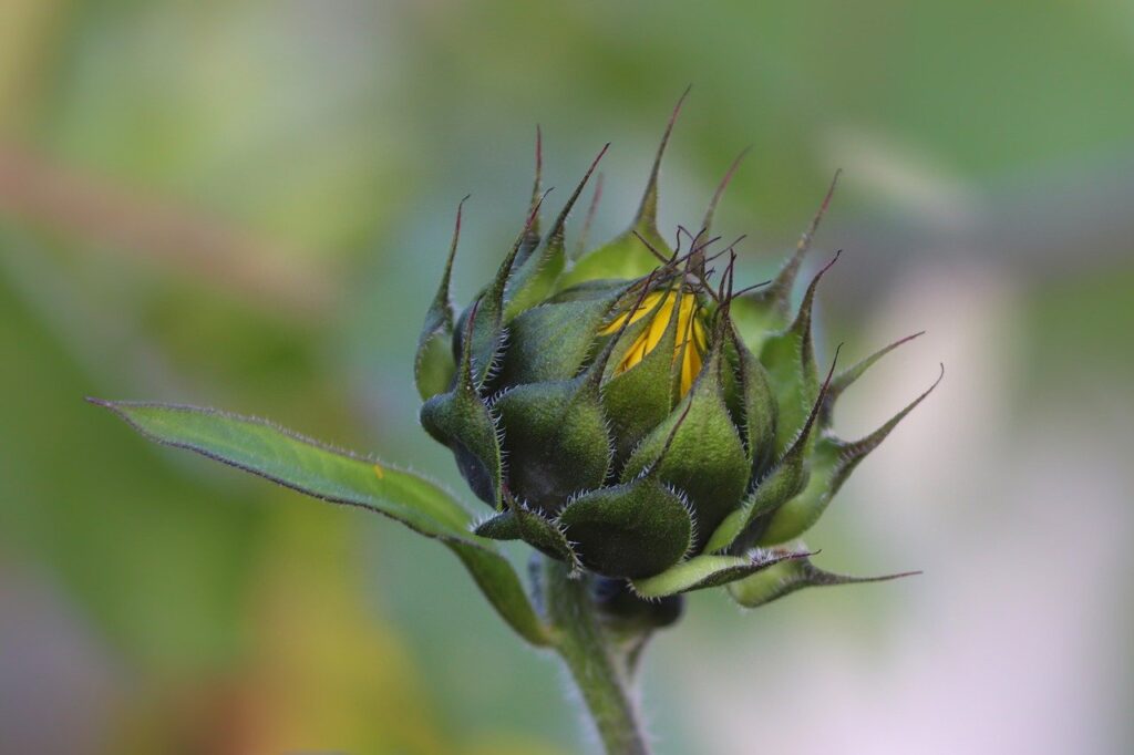 sunflower, bud, flower