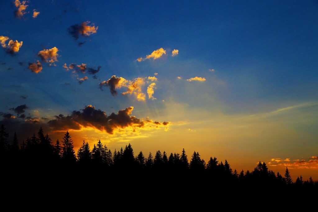 sunset, silhouette, conifer forest