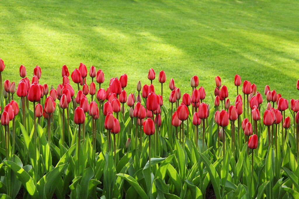 tulips, bloom, blossom