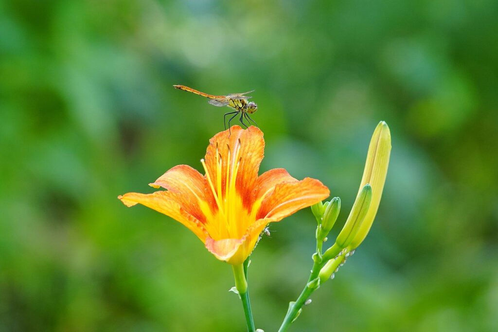 wildflower, butterfly, mountin