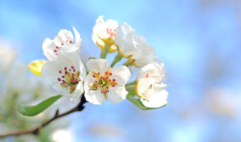 apple blossoms, apple tree, spring