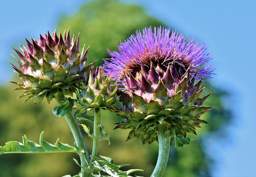 artichoke, vegetables, flower vegetables