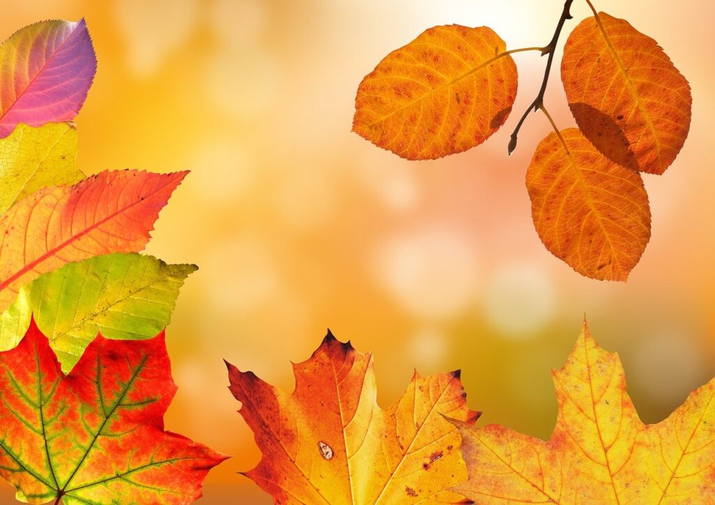 autumn, leaves, colorful
