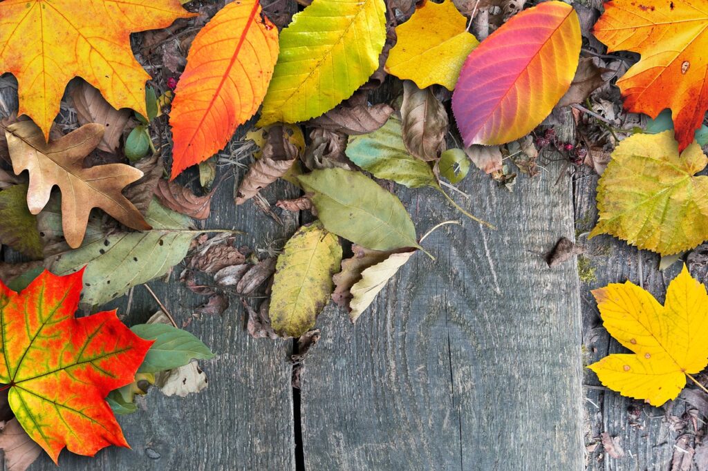 autumn, leaves, colorful