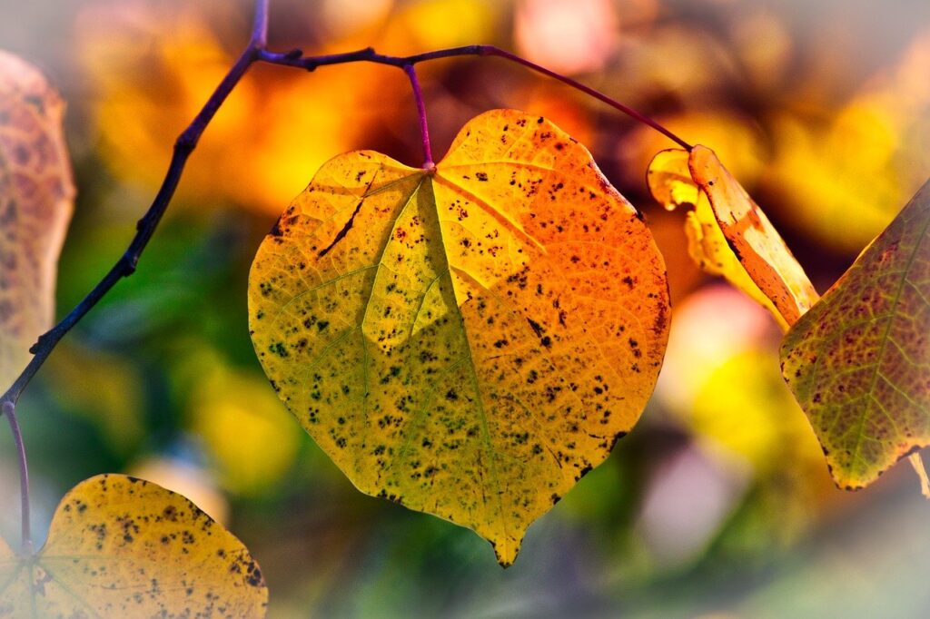 autumn leaves, mood, fall color