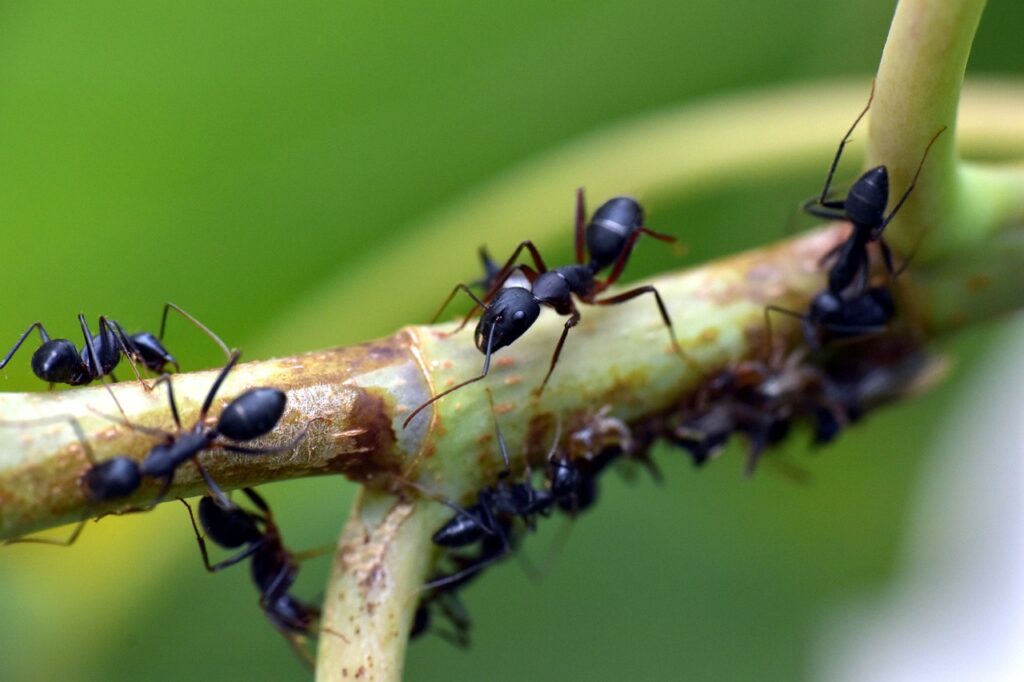 black ant, insect, garden ant