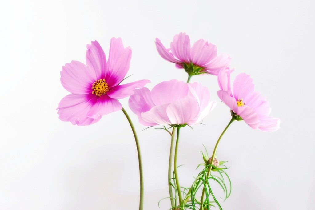 cosmea, flower, blossom