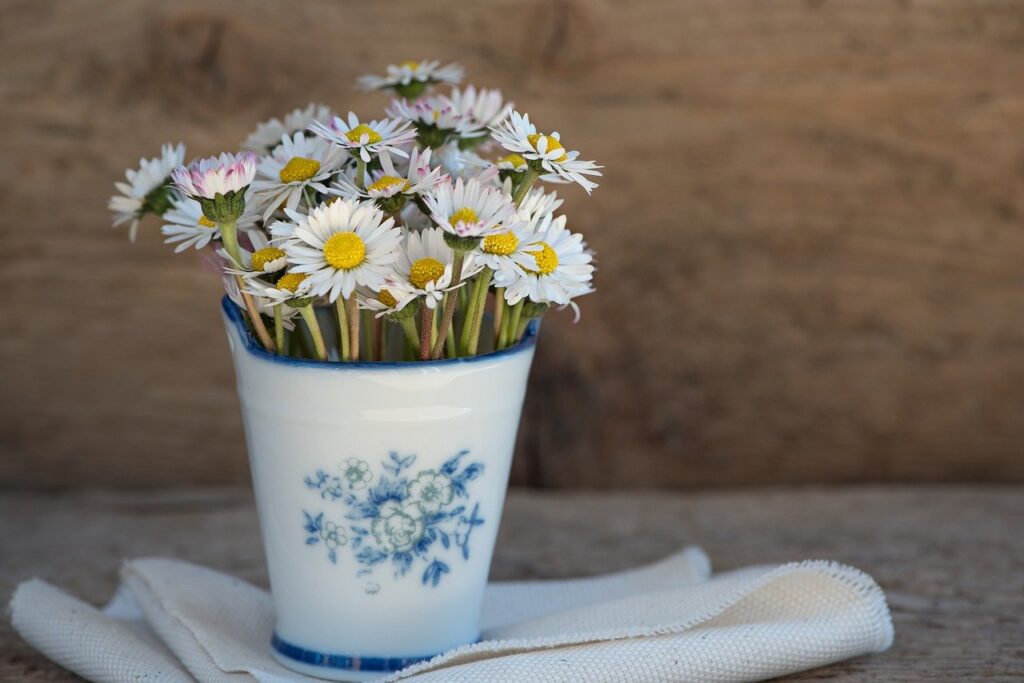 daisy, pointed flower, flower