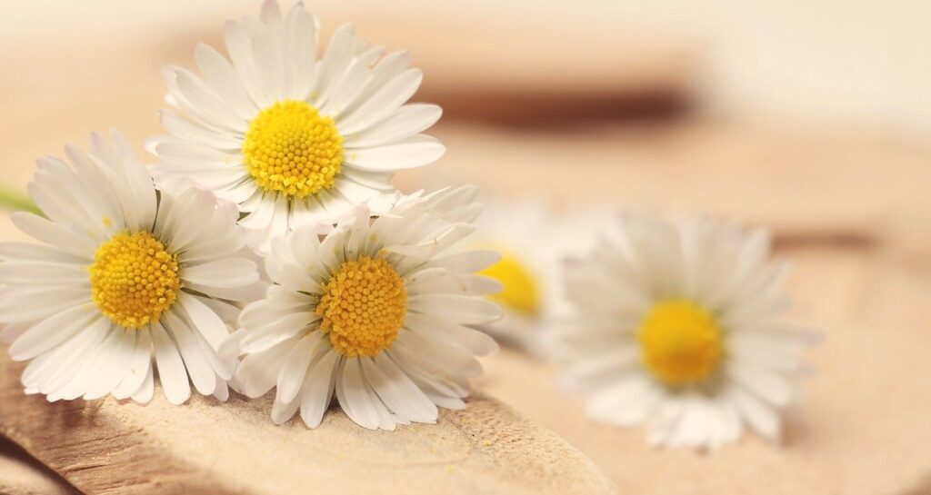 daisy, thank you, romantic