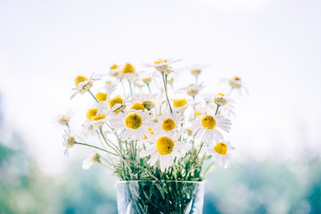 flowers, glass, jar