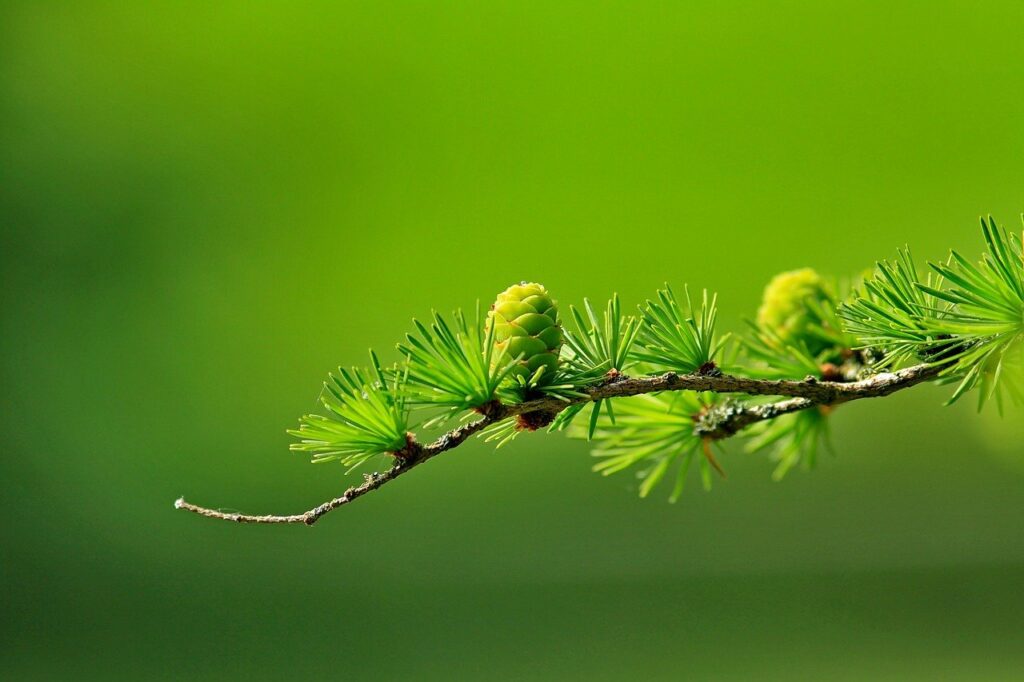 larch, conifer cone, branch