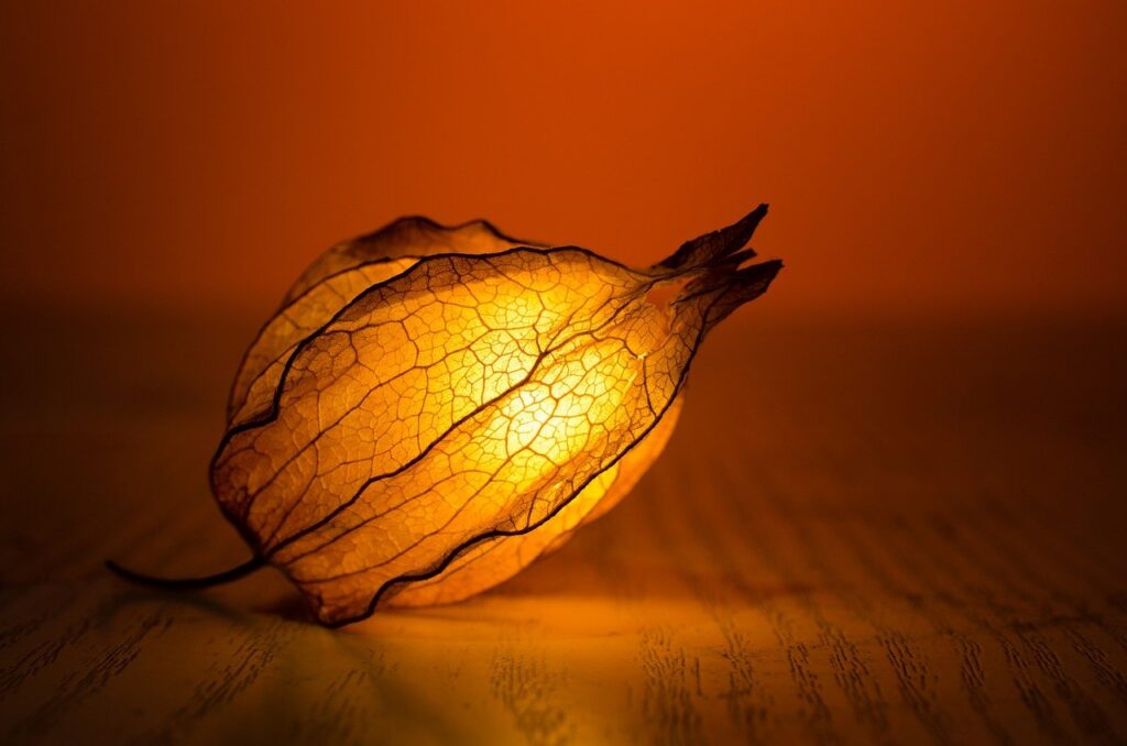 light, glow, leaf