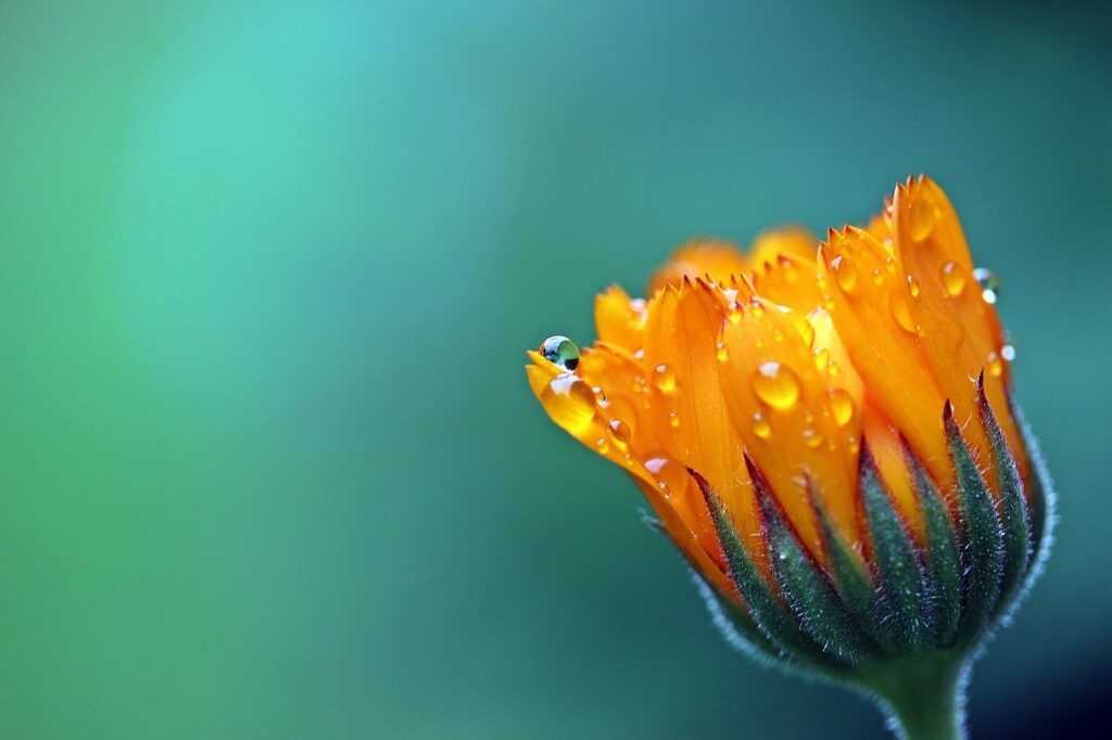 marigold, calendula, orange