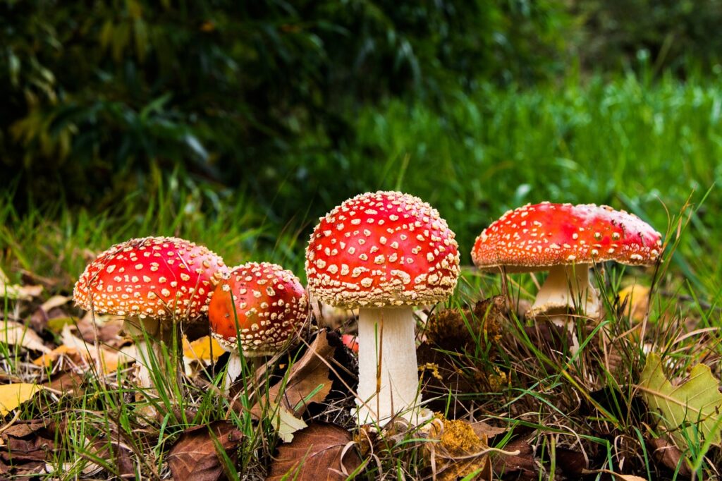 matryoshka, red fly agaric mushroom, mushrooms