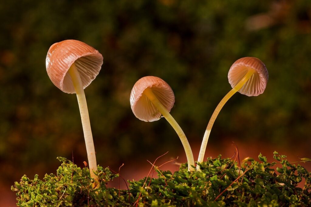mushroom, moss-häublinge, mushrooms