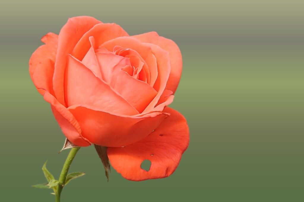 rose, red, blossom