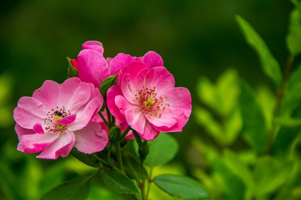 rose, wildflower, flower