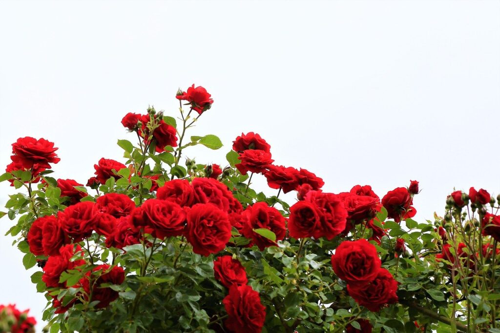 roses, bush, red roses