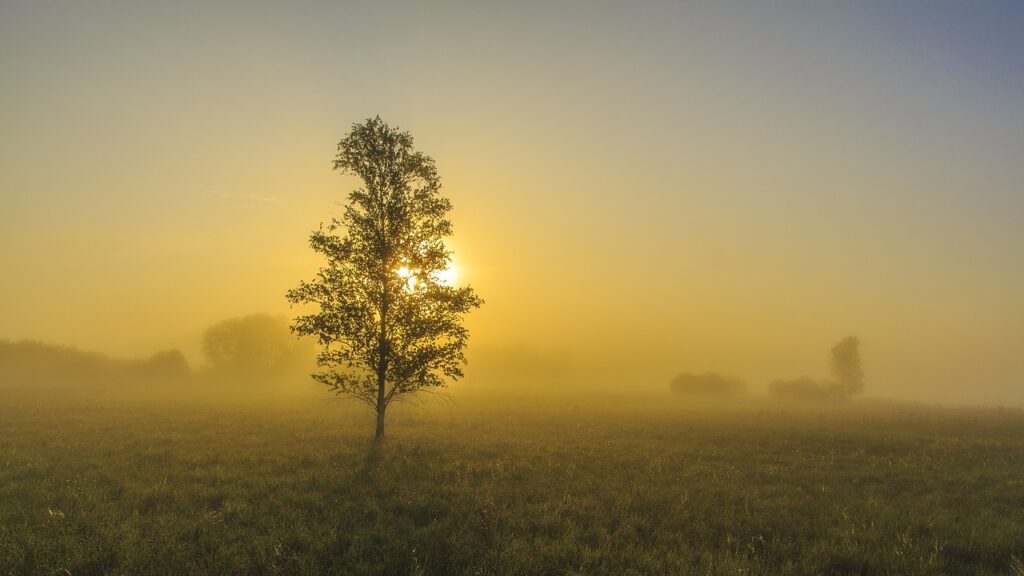 spring lake, bad buchau, fog