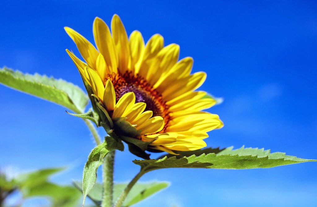 sunflower, flower, bloom