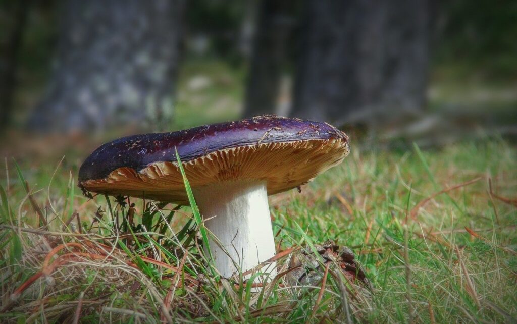 ticket, mushroom, nature