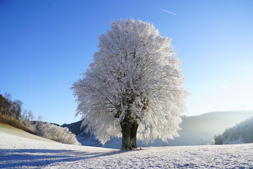 tree, wintry, hoarfrost