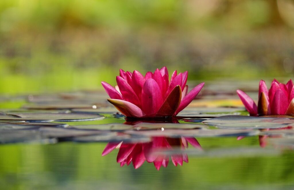 water lily, flower, blossom