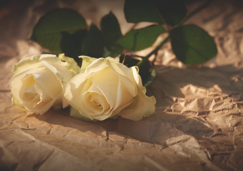 white roses, flowers, romance