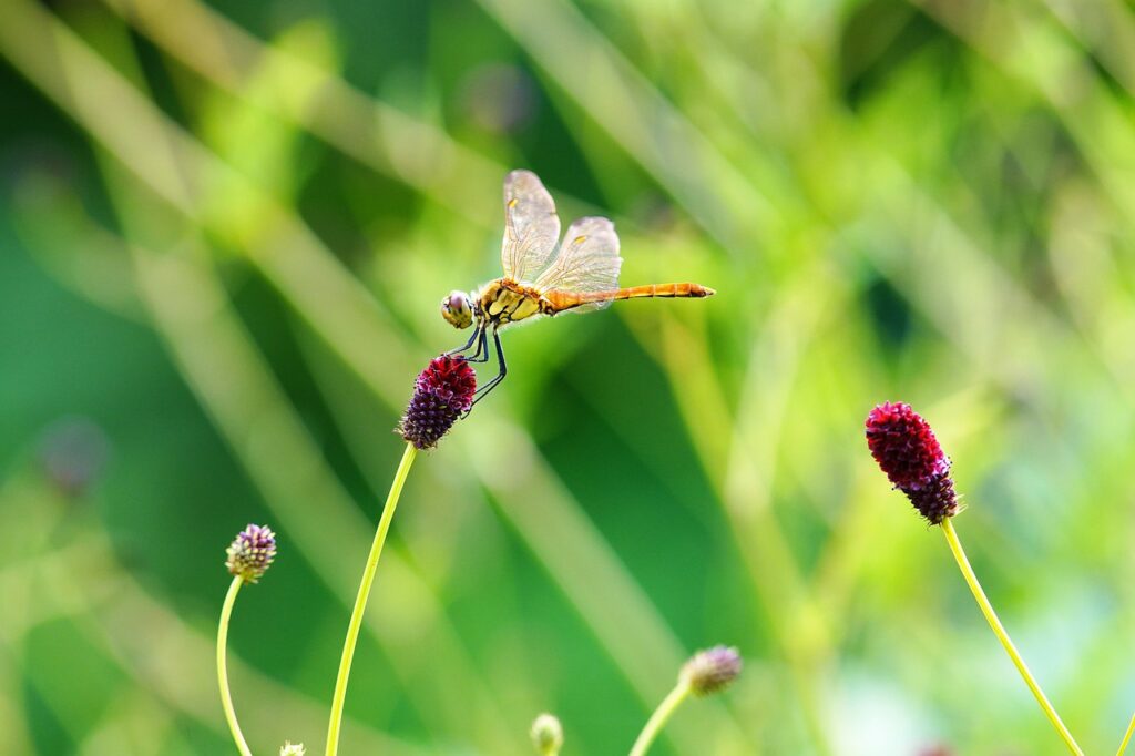 wildflower, butterfly, mountin