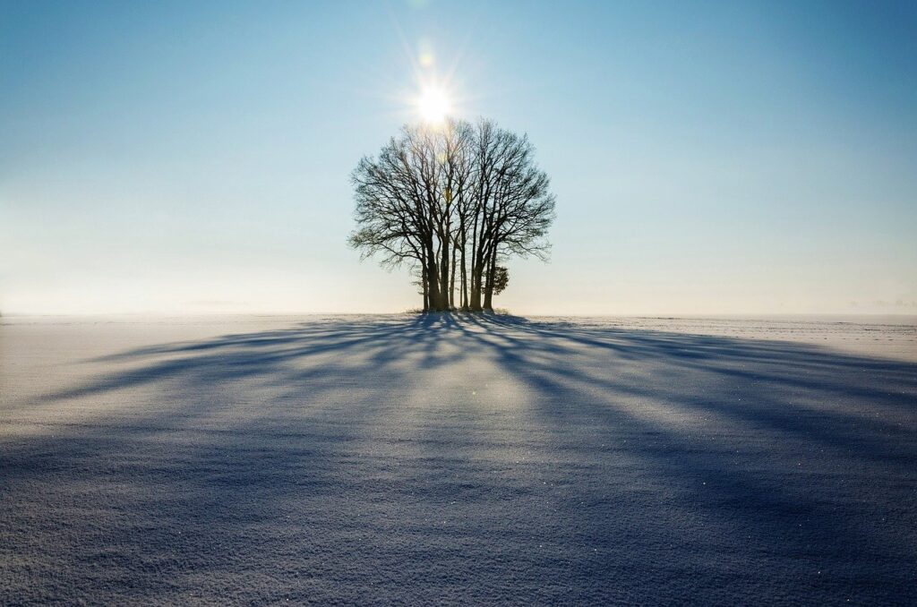 winter, landscape, tree