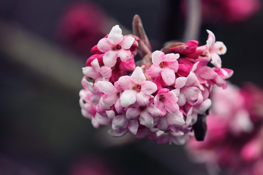 winter snow ball, viburnum, fragrant snowball