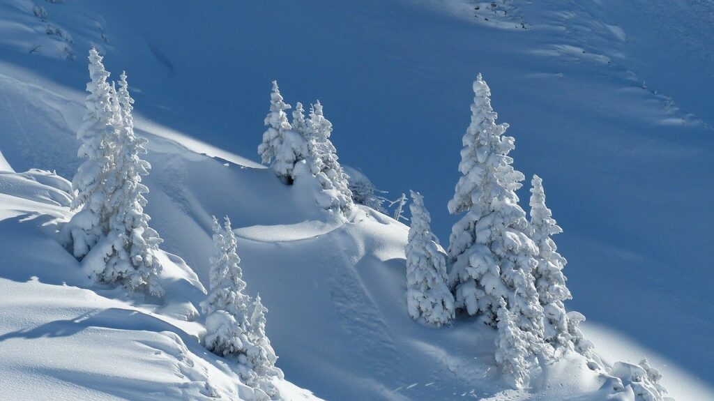 wintry, snow, firs