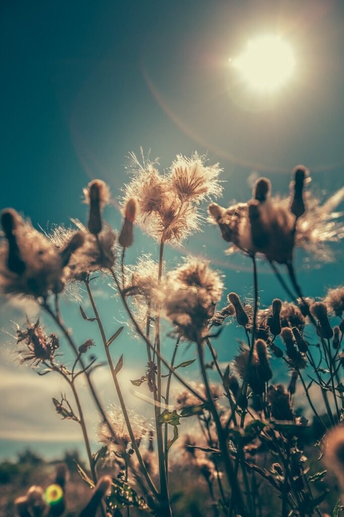 bloom, blossom, field