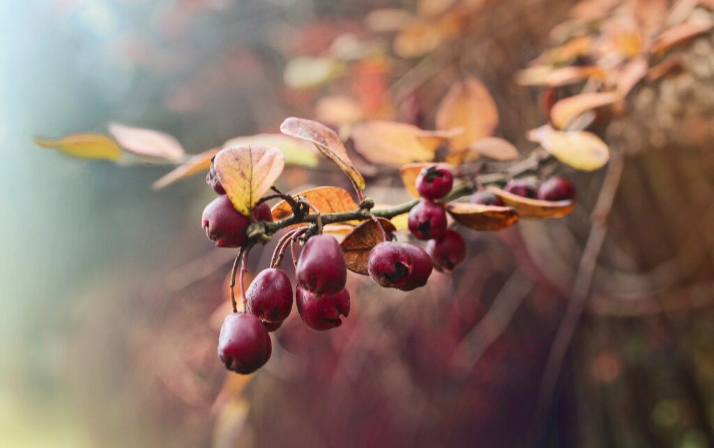 rose hip, berries, fruits