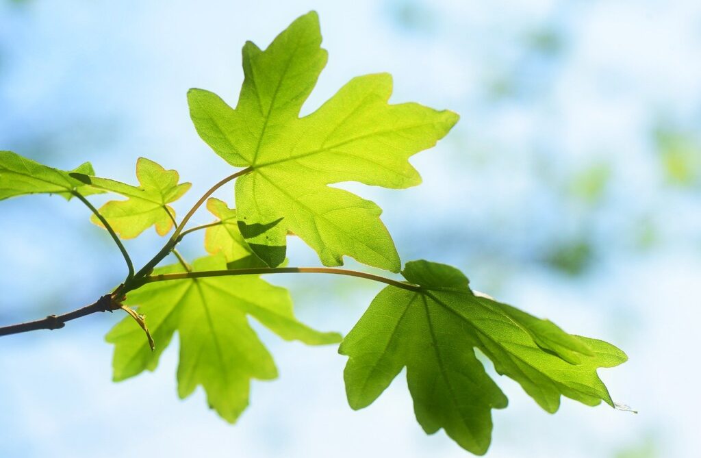 leaves, branch, spring