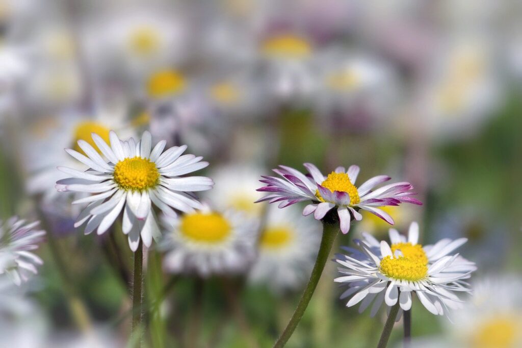 flowers, daisies, petals