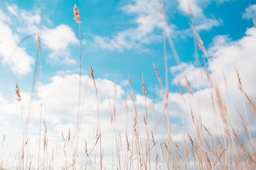 gras, hay, summer