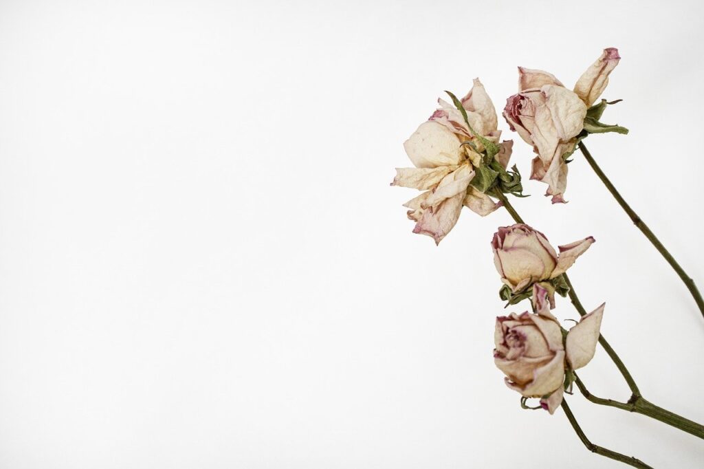 roses, herbarium, dried flowers