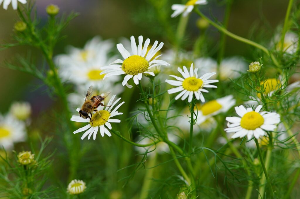 wildflower, butterfly, mountin