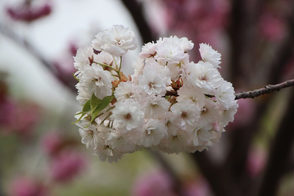 cherry blossoms, flowers, blossoming