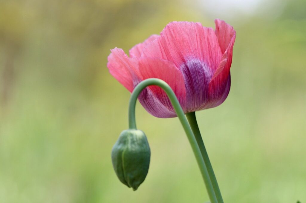 opium poppy, poppy, papaver somniferum